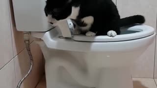 Clever Kitty Uses Toilet
