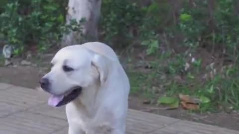 AMAZING DOG SAVE BLIND MAN LIFE