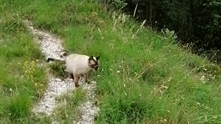 The curious cat in the middle of the grass