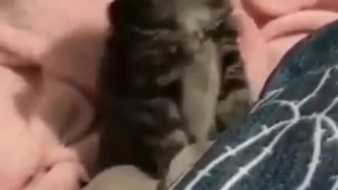 funny cat videos | cute cat videos #3