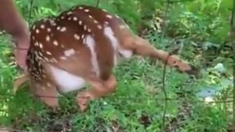 Baby deer rescue