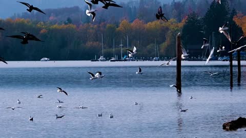 seagulls-flying-plumage-water