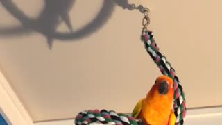 Orange bird dances on rope to music