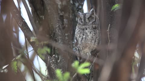 A owl is sleeping on a tree