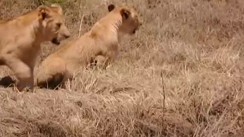 Adventures with the Lion Cubs | Little Big Cat | BBC Earth