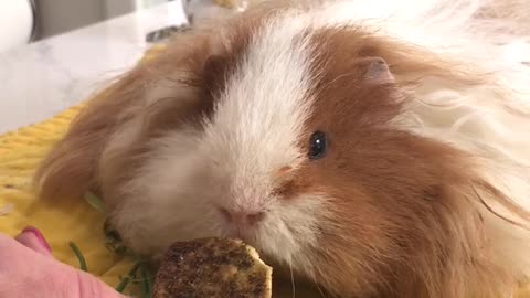 Cute Texel Guinea Pig Eats Zaatar Pita Chips