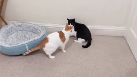 Two cats fighting for home