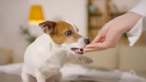 Cute jack russel terrier dog sitting at home