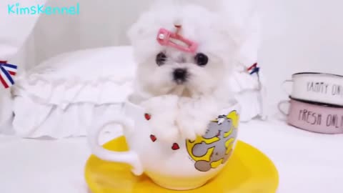 micro teacup maltese puppy