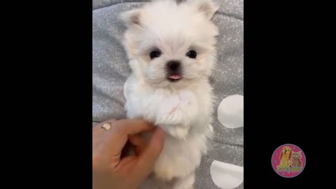 The most beautiful, cute and funny puppies. Very Cute Pomeranian Puppies. You will love them