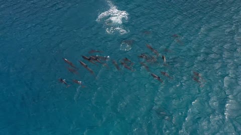 Drone Encounter Large Pod Of Beautiful Dolphins which somersaults surprisingly