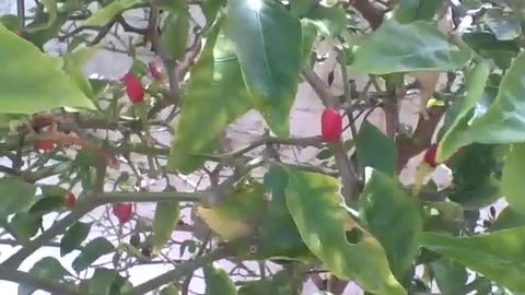Wonderful red pepper plant, there are many ripe peppers [Nature & Animals