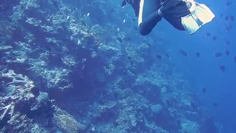 Scuba diver swims among one of the world's most bizarre fish