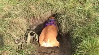 Brown french bulldog digs water hole in grass lawn