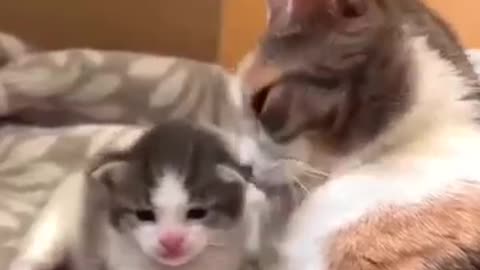 funny cats funny dogs animals videos #111