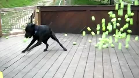 Dog fan of tennis balls gets to chase them to his hearts content