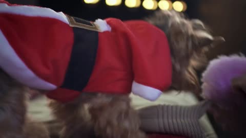 Lovely funny dog in Santa's red jacket is playing with woman in pink fluffy ball