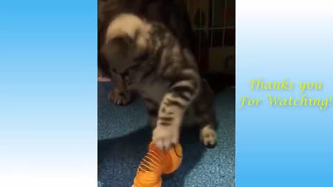 Funny Cats