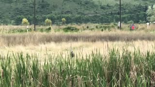 Blue Heron Takes Off