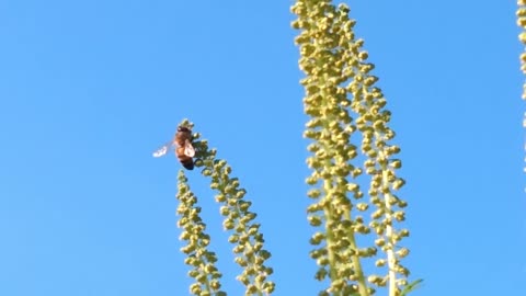 BEES WORKING ON RAGWEED