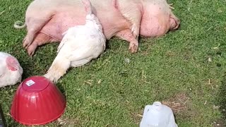 Unlikely best friends: Turkey snuggles up to sleeping piggy