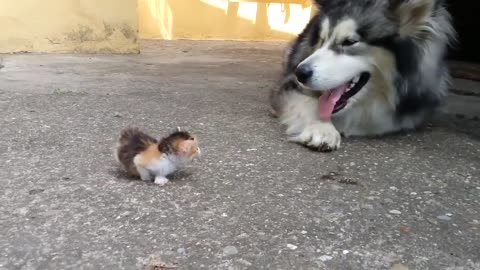 Dog and cute kitty playing together