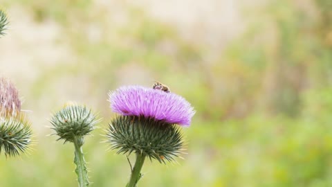 A bee collects nectar on a carduus flower in a summer day