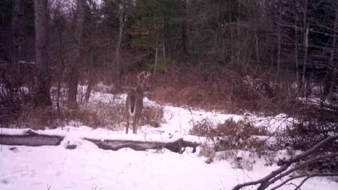7 point buck tracking doe and doe running by in the distance
