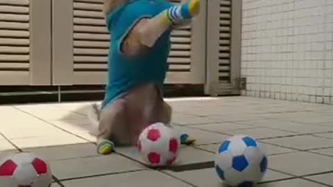 Funny🤣🤣 Amazing😍😍😍😍😍 Goalkeeper dog paly football⚽⚽⚽.