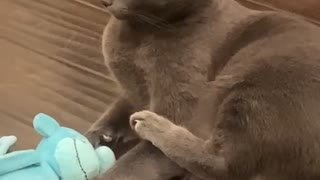 Funny Feline Gets All Wobbly