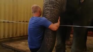 elephant raises me