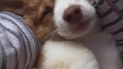 Lovely puppy is lulled to sleep by her owner