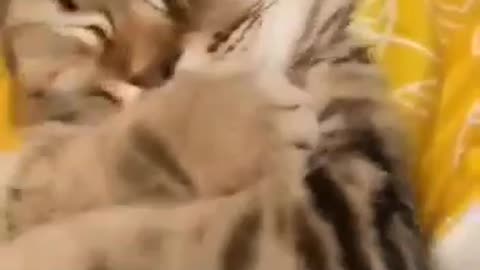 Cute cat videos that will melt your heart