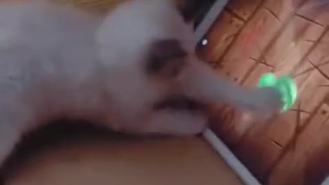 Beautiful kitten playing with a tablet screen