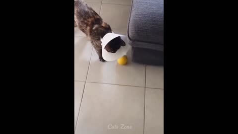 Chat cute video ❤️❤️😍😍 good video Funny Animal Videos 2023 😂 - Funniest Cats And Dogs Video 😺😍