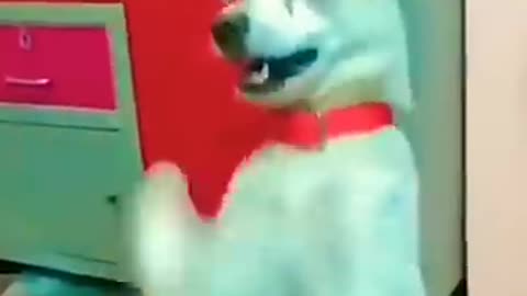 Dong dancing funny video 🔥ll #funnydogs #shorts