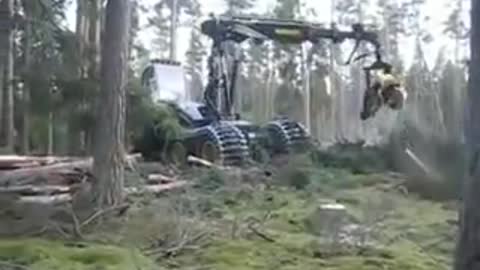 Latest Machine to cut full tree into pieces of equal size in few second
