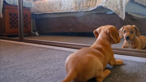 Puppy playing with his reflection in the mirror.