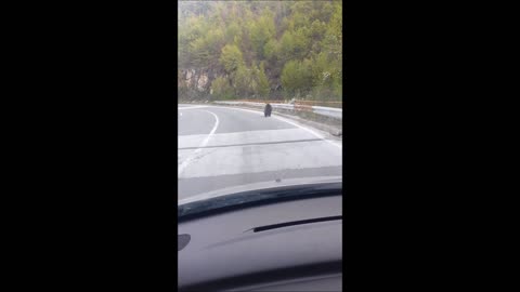 Bear caught running along highway in Macedonia