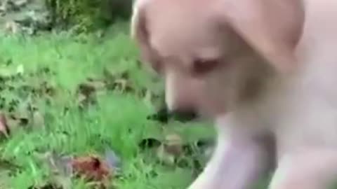 Funny puppy is curious about an unknown stuff