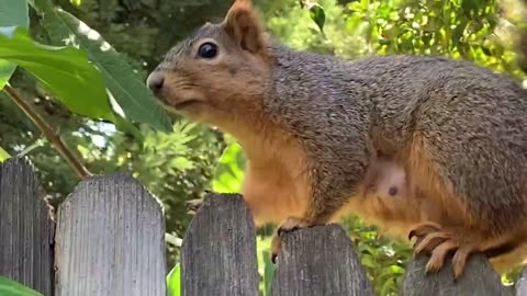 Pregnant Squirrel Is HUGE