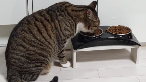 A cute cat eating feed