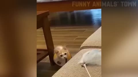 funny cat & dog