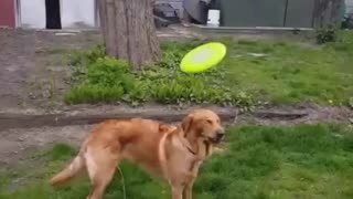 Dog tries to catch frisbee and misses