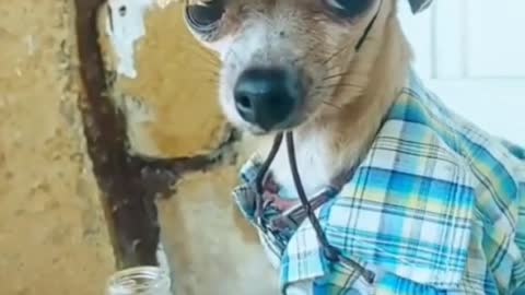 Dog Diriking very funny video