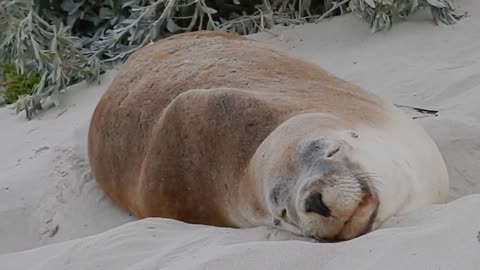 Cute seal | Funny seal | Sea doggo 😃🌊🌊🌊