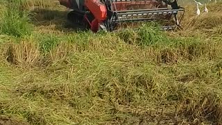 FADDY HARVESTING WITH STORK