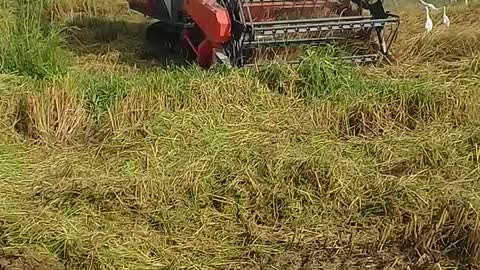 FADDY HARVESTING WITH STORK