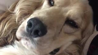 Brown golden retriever lounging on couch