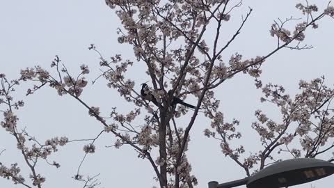 Magpies with branches in the cherry tree